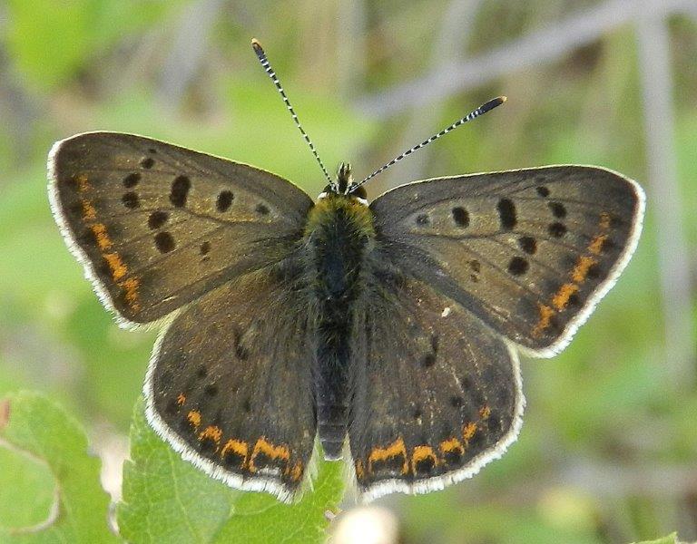 Lycaena tityrus