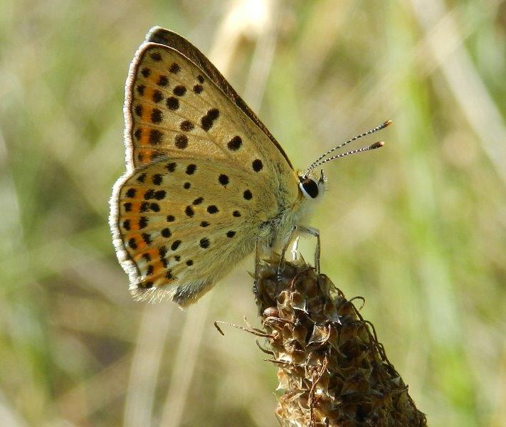 Lycaena tityrus