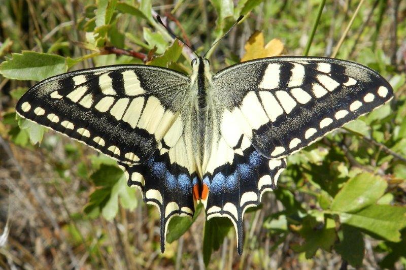 un bel Papilio