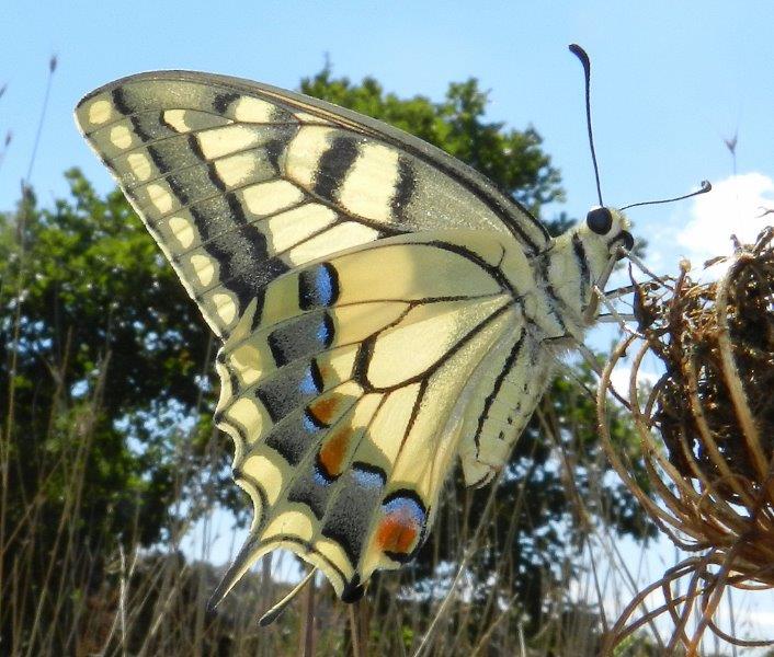 un bel Papilio