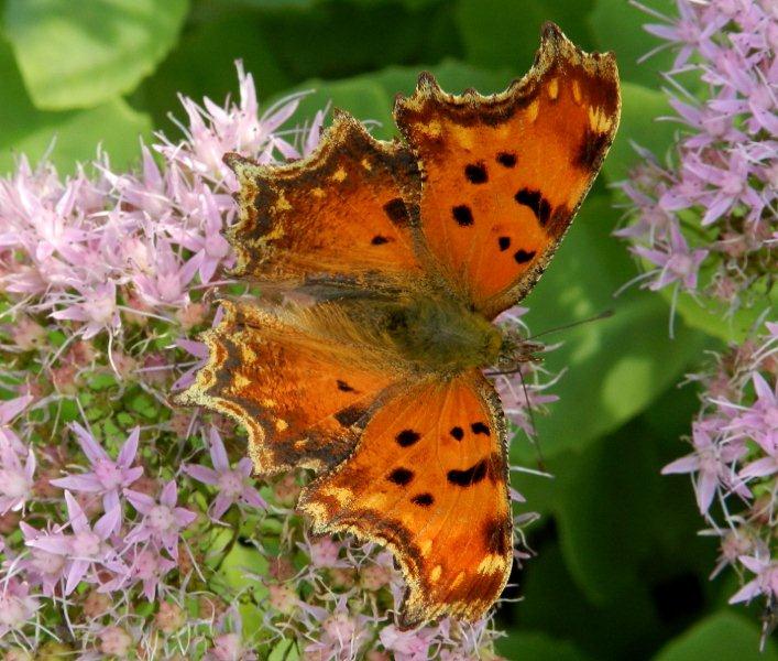 Polygonia egea