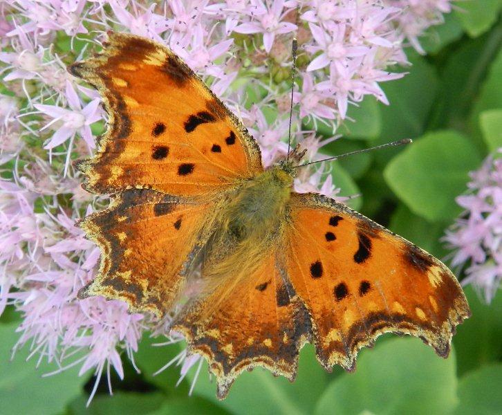 Polygonia egea