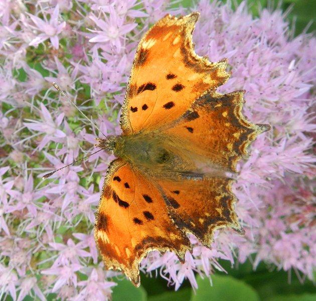 Polygonia egea