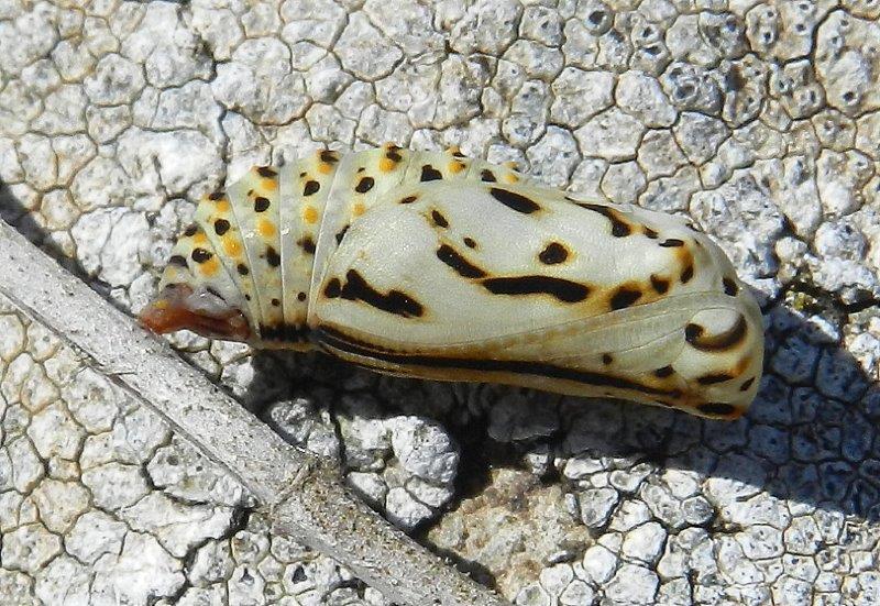 sono quasi pronte - Euphydryas aurinia