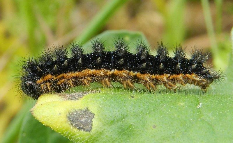 Melitaea phoebe - larva