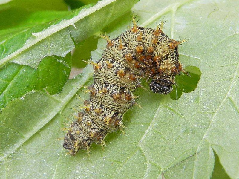 Vanessa atalanta - bruco