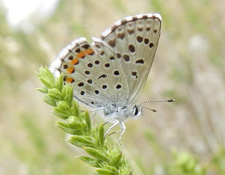 Alcuni Licenidi dell''Alta Murgia