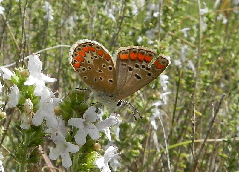 Alcuni Licenidi dell''Alta Murgia