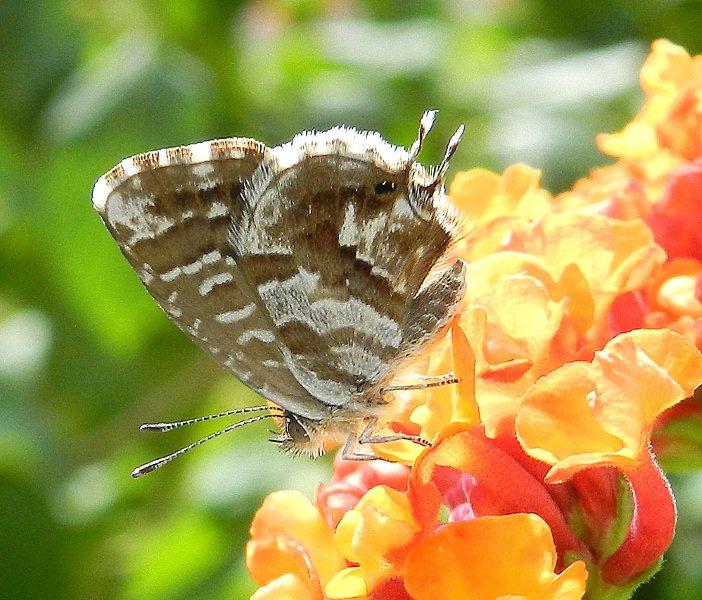 Cacyreus marshalli