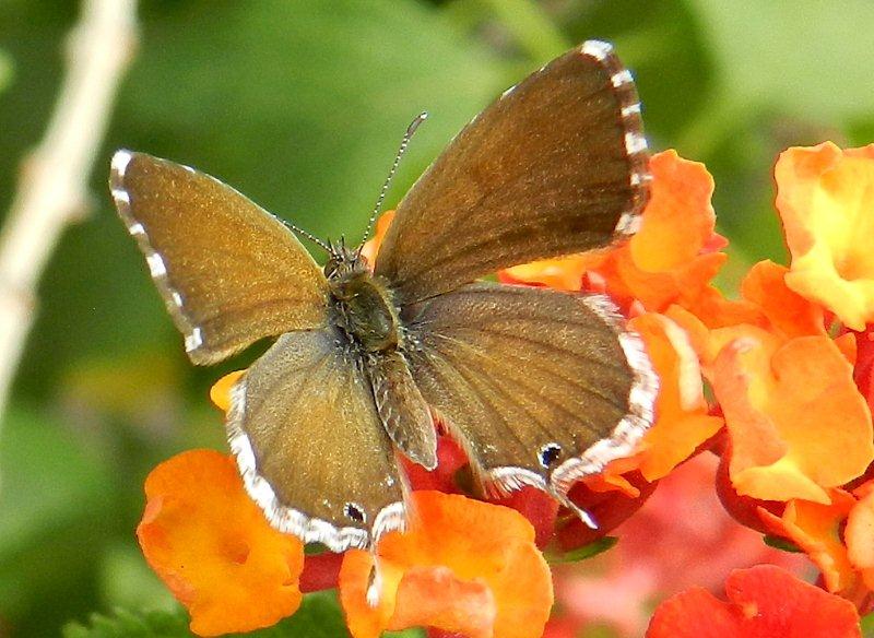 Cacyreus marshalli