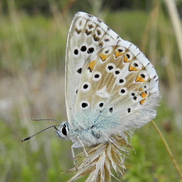 Alcuni Licenidi dell''Alta Murgia