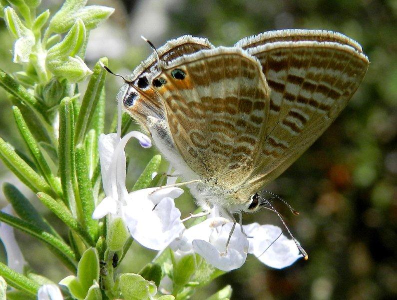 un po'' di Lampides boeticus