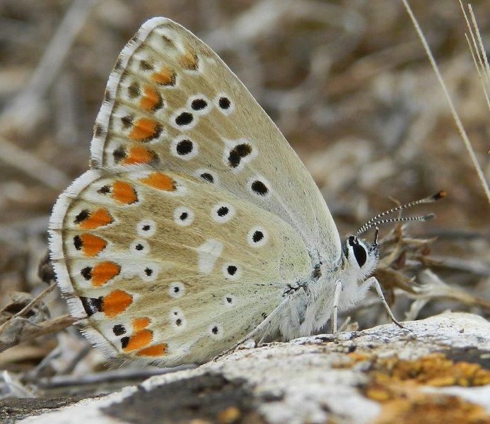 Alcuni Licenidi dell''Alta Murgia