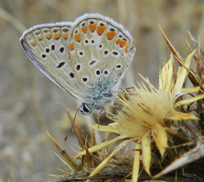 Alcuni Licenidi dell''Alta Murgia