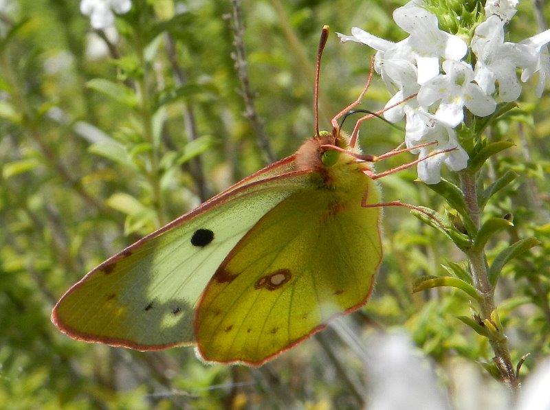 Colias alfacariensis?