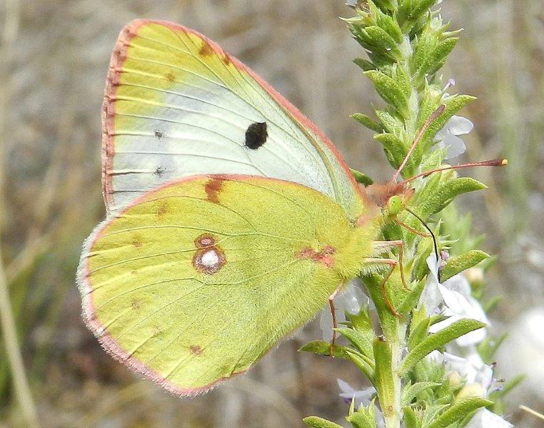 Colias alfacariensis?