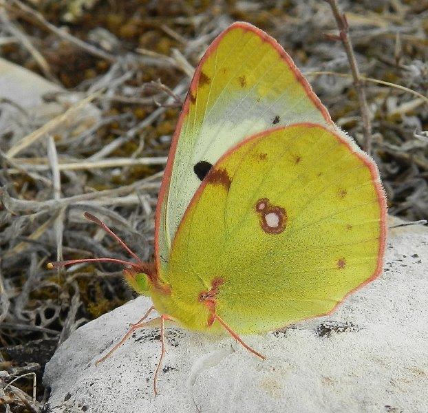 Colias alfacariensis?