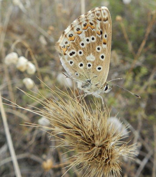 Alcuni Licenidi dell''Alta Murgia