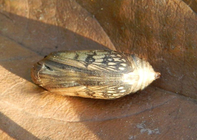 Un meraviglioso spettacolo della Natura - Melanargia arge