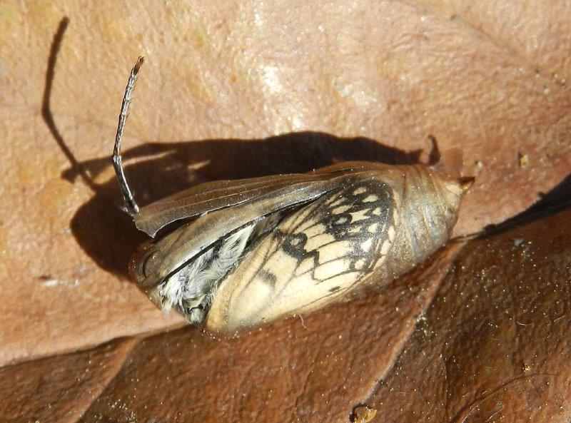 Un meraviglioso spettacolo della Natura - Melanargia arge