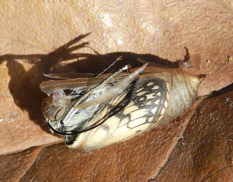 Un meraviglioso spettacolo della Natura - Melanargia arge