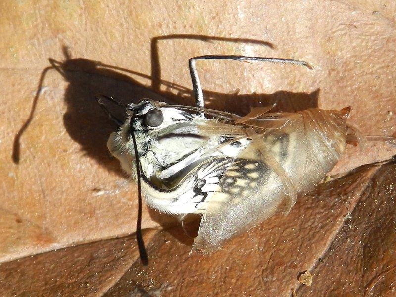 Un meraviglioso spettacolo della Natura - Melanargia arge