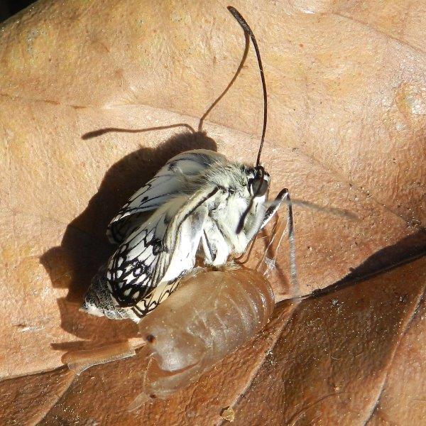 Un meraviglioso spettacolo della Natura - Melanargia arge