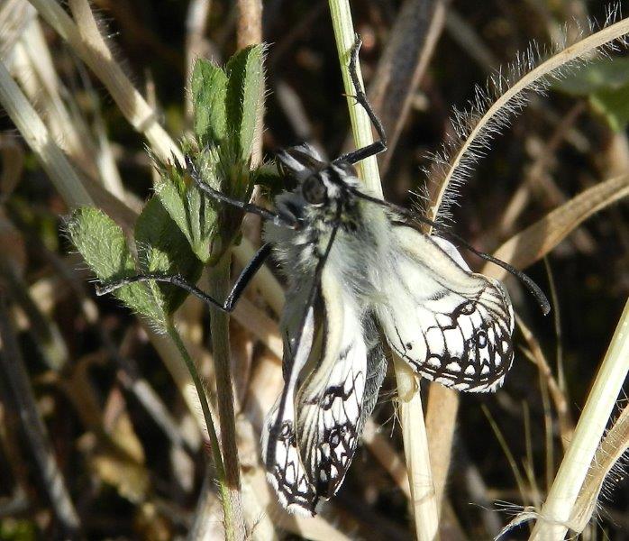 Un meraviglioso spettacolo della Natura - Melanargia arge