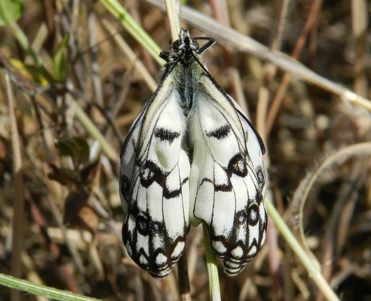 Un meraviglioso spettacolo della Natura - Melanargia arge