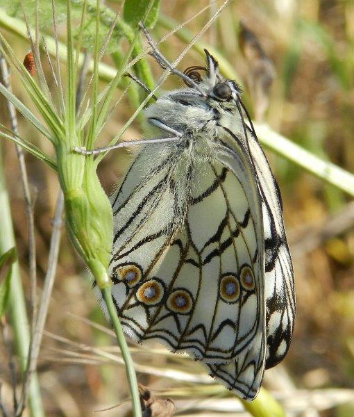 Un meraviglioso spettacolo della Natura - Melanargia arge