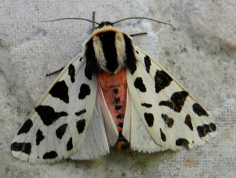 Cymbalophora pudica