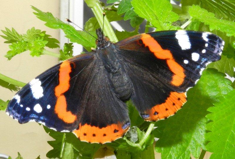 Aiuto Vanessa atalanta e Pieris brassicae