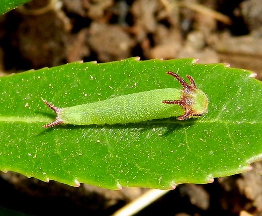 Una piccola storia - Charaxes jasius