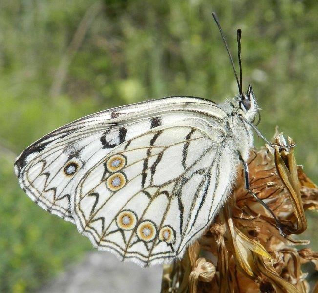 Un meraviglioso spettacolo della Natura - Melanargia arge