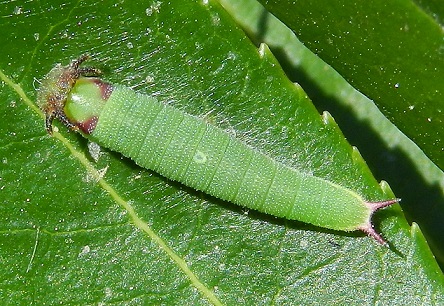 Una piccola storia - Charaxes jasius