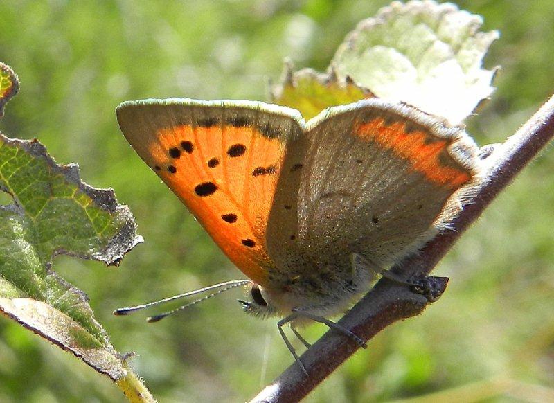 Lycaena phlaeas:  come si fa...