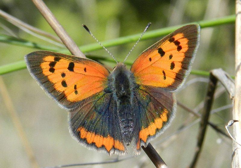 Lycaena phlaeas:  come si fa...