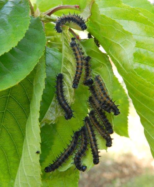 dai...tutti a fare la pappa - Nymphalis polychloros