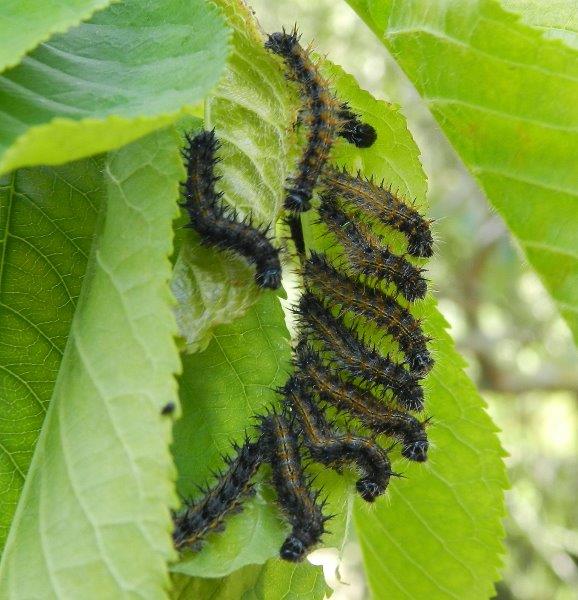 dai...tutti a fare la pappa - Nymphalis polychloros