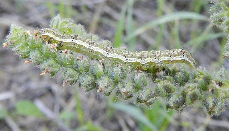 Heliothis viriplaca?