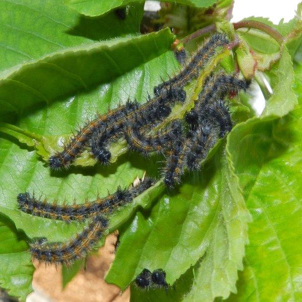 dai...tutti a fare la pappa - Nymphalis polychloros