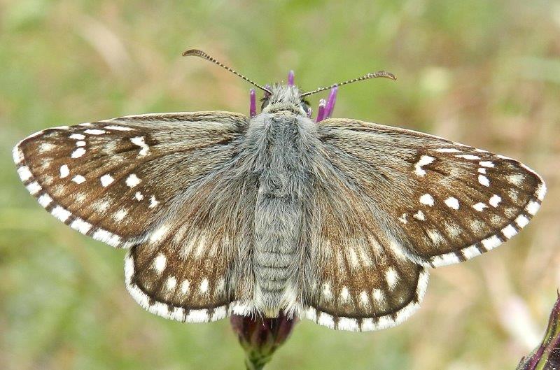 Pyrgus sidae