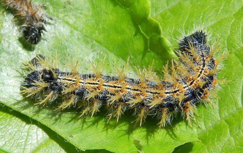 dai...tutti a fare la pappa - Nymphalis polychloros