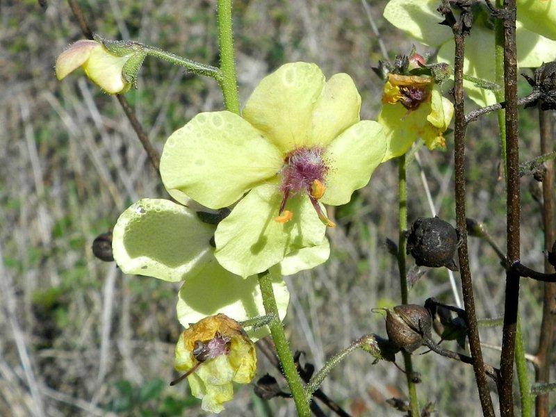 Verbascum blattaria