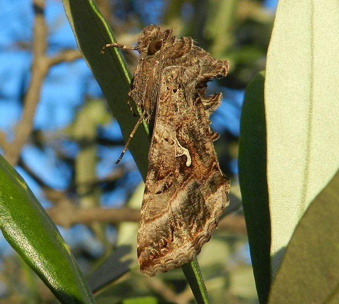 Autographa gamma