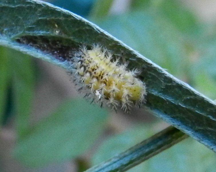 Id bruco - Coccinellidae Epilachninae?