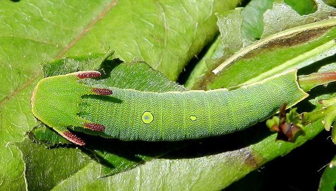 Una piccola storia - Charaxes jasius