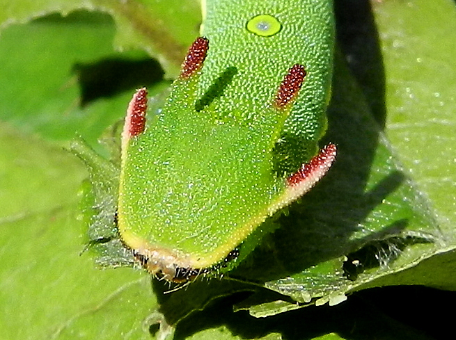 Una piccola storia - Charaxes jasius