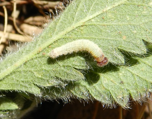 Pyrgus malvoides, il bruco