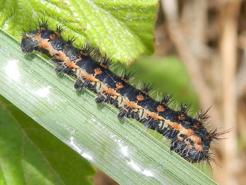 Saturnia pyri ?? No, Saturnia (Eudia) pavoniella